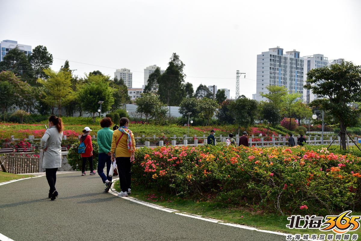 「多图」春天来了!北海街头的三角梅、黄花风铃开得好艳