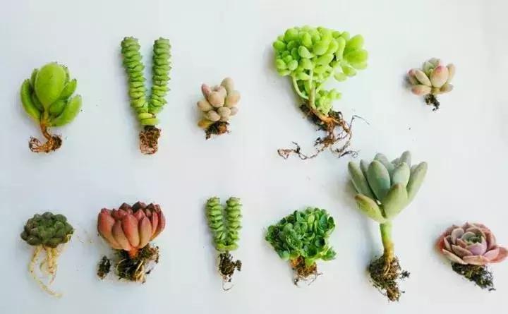 多肉被风雨袭击,多肉被雨水泡过怎么办