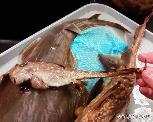 至今还未灭绝的远古深海怪物,六大最可怕的深海怪物