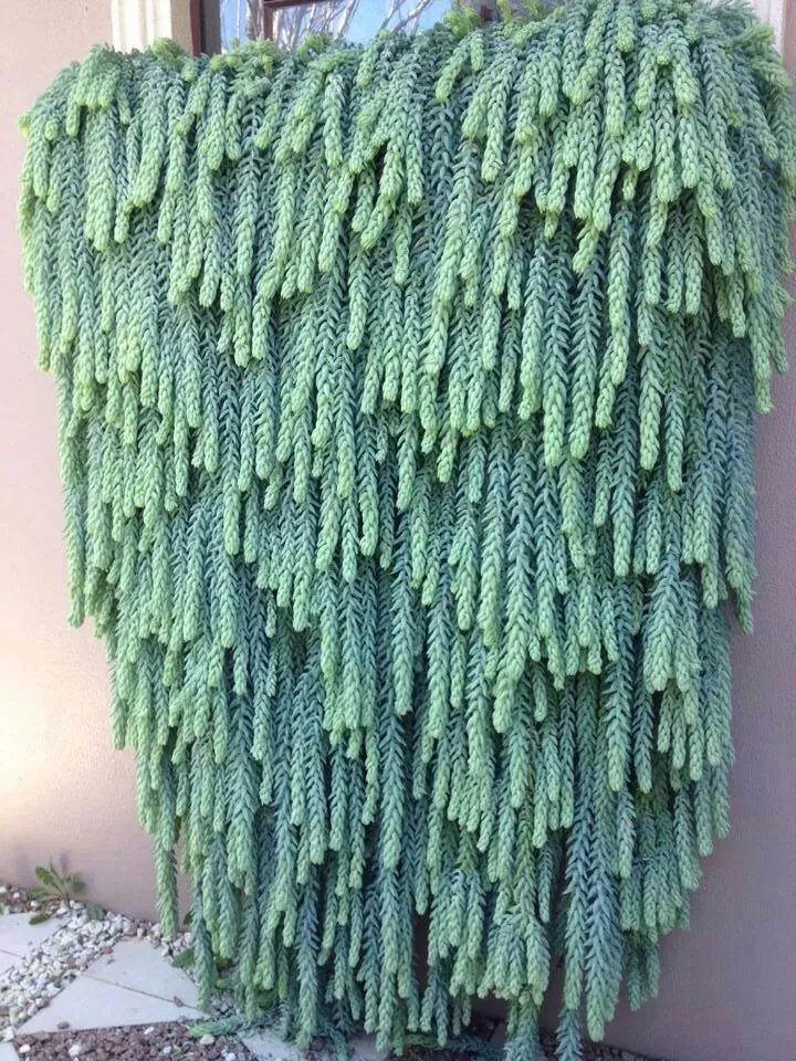 不需要晒太阳的小型多肉植物,多肉植物散射光