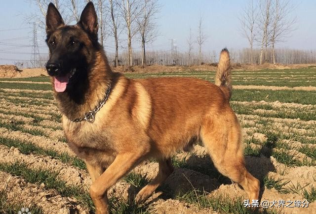 马犬暴跌,马犬卖不出怎么办