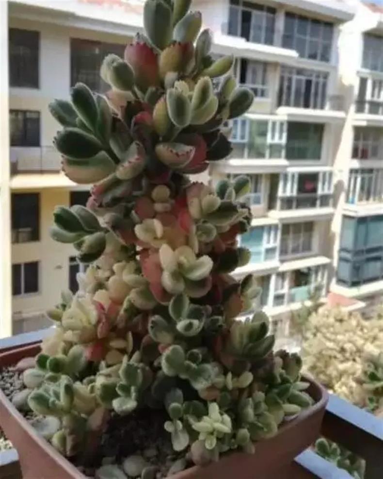 多肉老桩干货集锦，压轴的全是逆天极品!