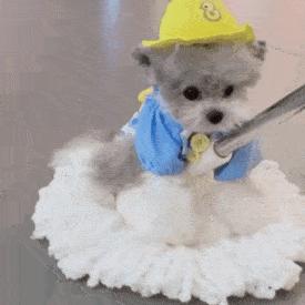 维诺拉狗粮,维诺拉犬