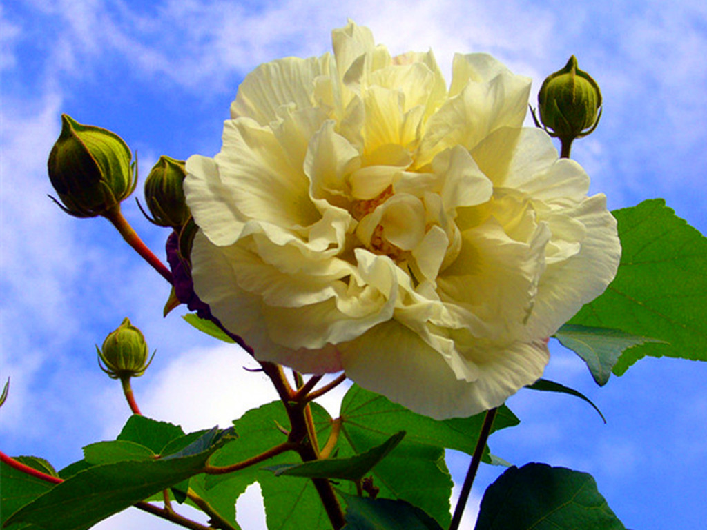 十月花神木芙蓉，凄美的故事打动了无数人，养护注意事项很多