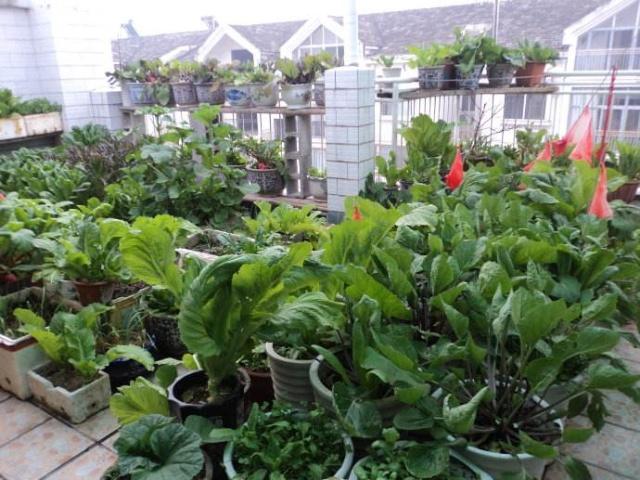 大塑料桶变废为宝种菜,阳台种菜塑料瓶变废为宝