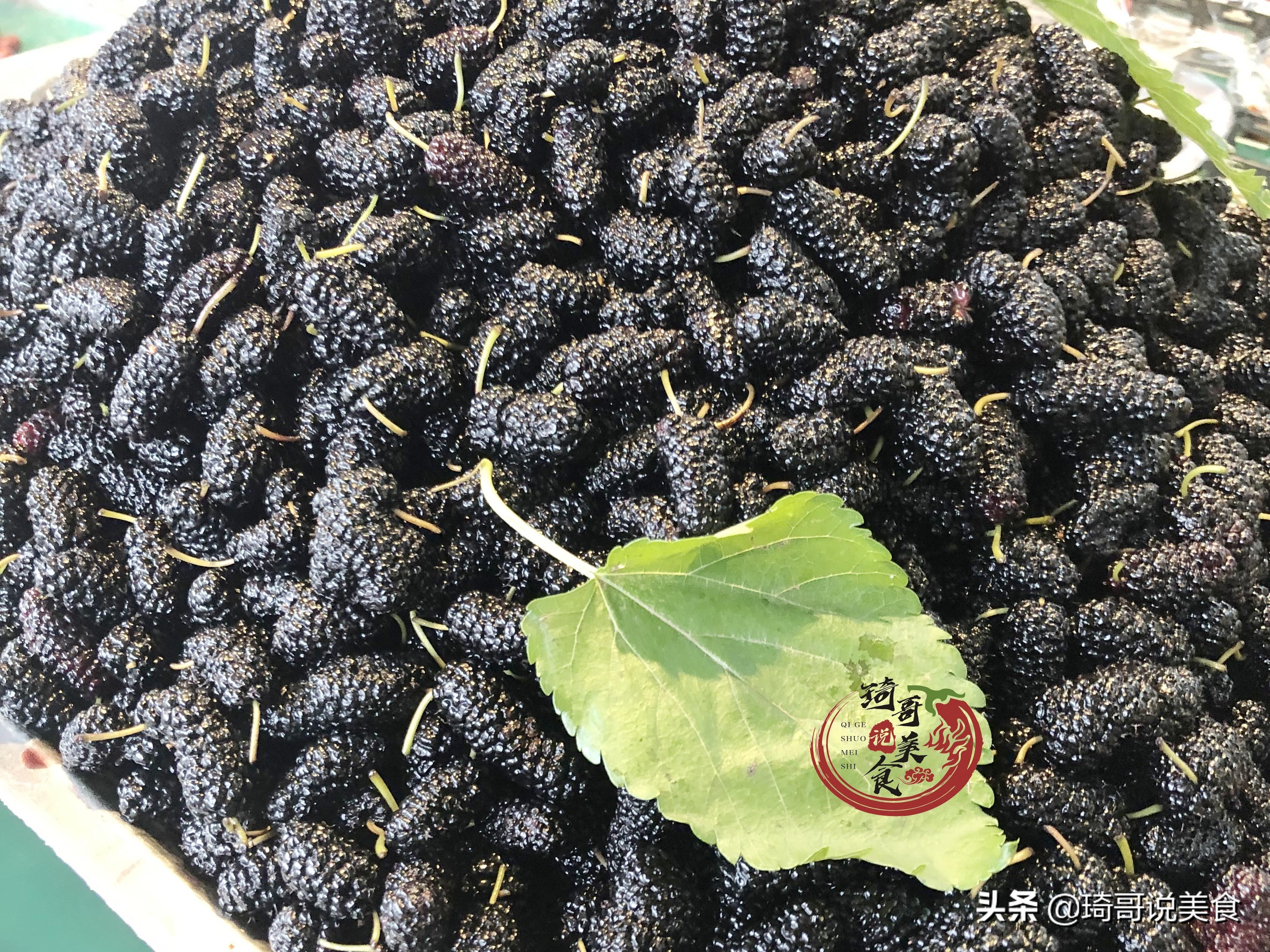 桑葚洗出许多小虫子能吃吗,洗桑葚要用盐吗