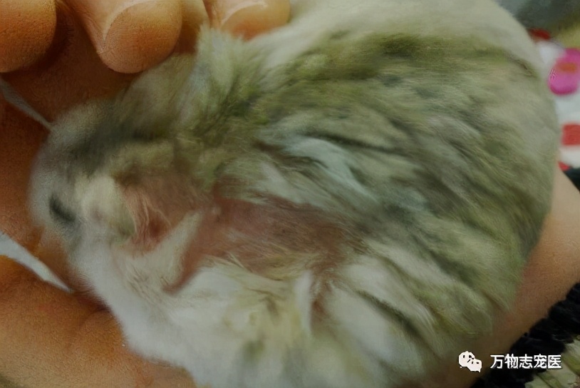 仓鼠的常见疾病及应对方法,仓鼠肠道疾病怎么办