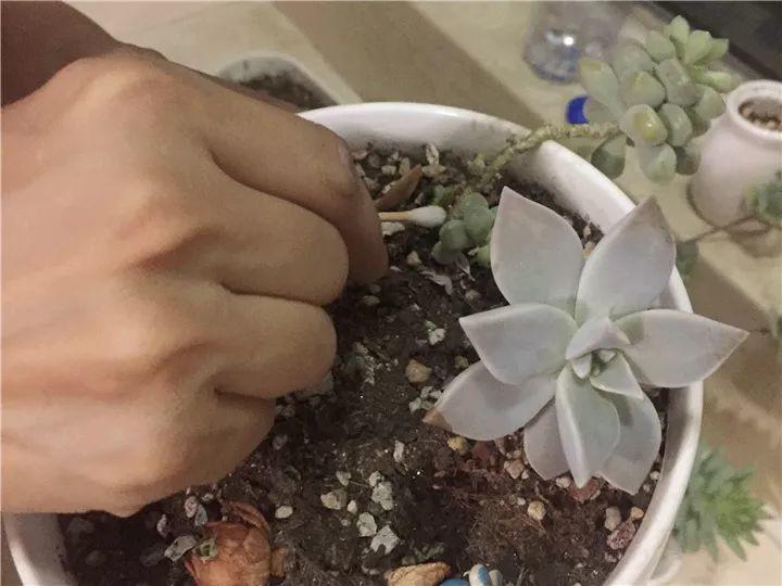 月季常见病害图解,月季枝干高花苞小怎么办