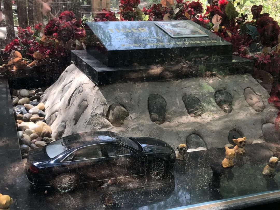 宠物殡葬会上门处理宠物尸体么,殡葬宠物火化