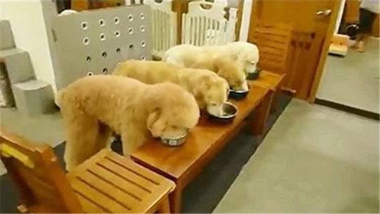 狗狗吃袜子纸巾啥都吃,狗狗吃纸巾会拉出来吗