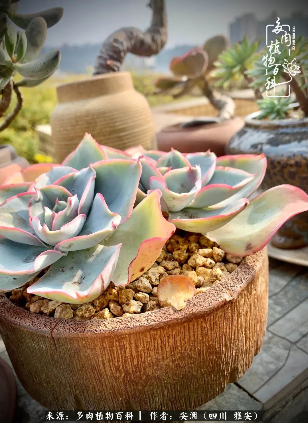 小仙女的阳台多肉,绝美多肉阳台