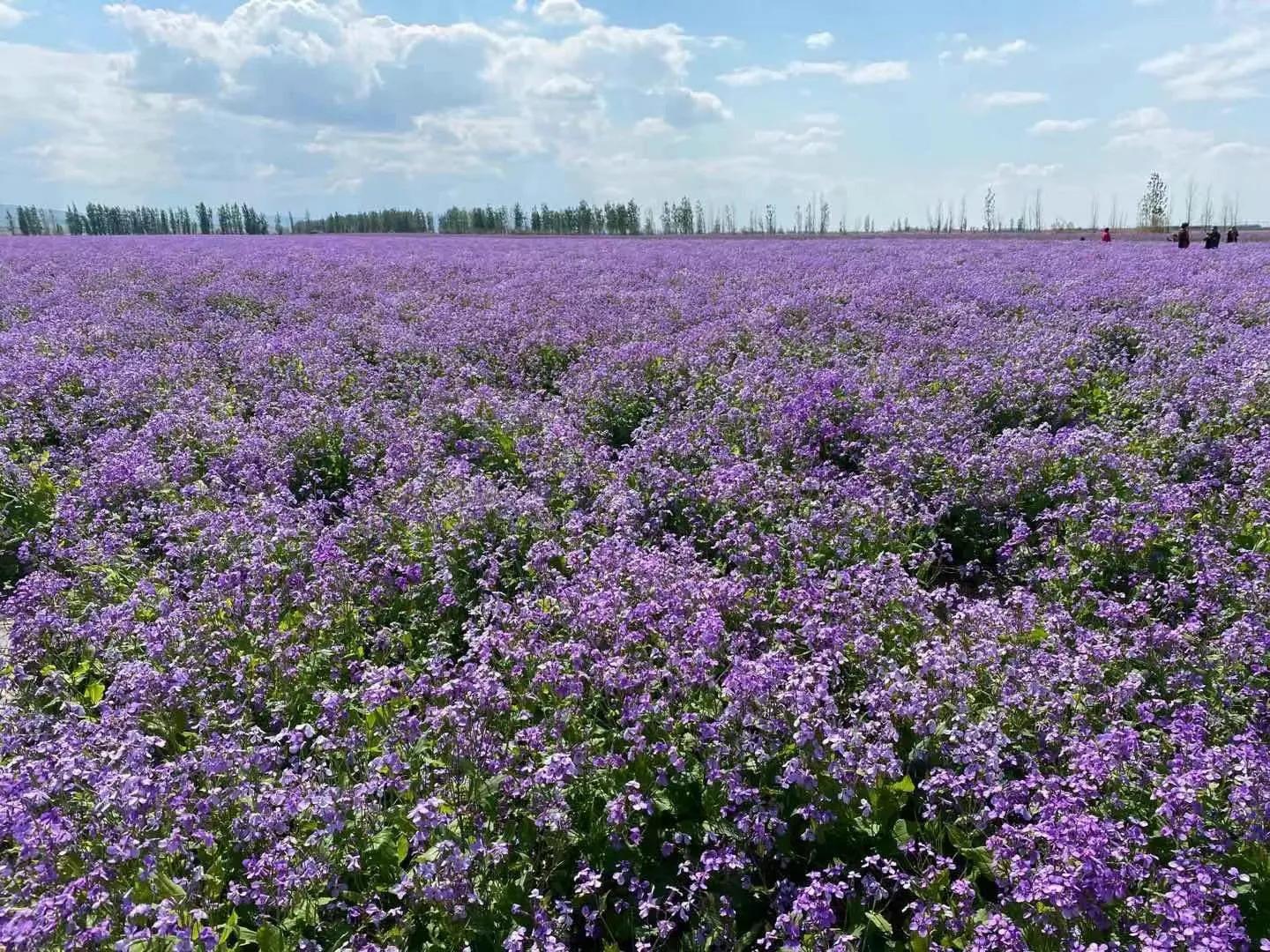 去新疆旅游如何出行,到新疆旅游团怎么玩