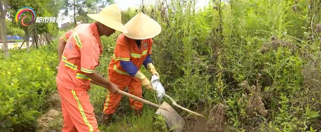 “一旦蚁群吞食诱饵，12个小时后就会出现大面积死亡！”昆明这个社区再次开展红火蚁诱杀工作