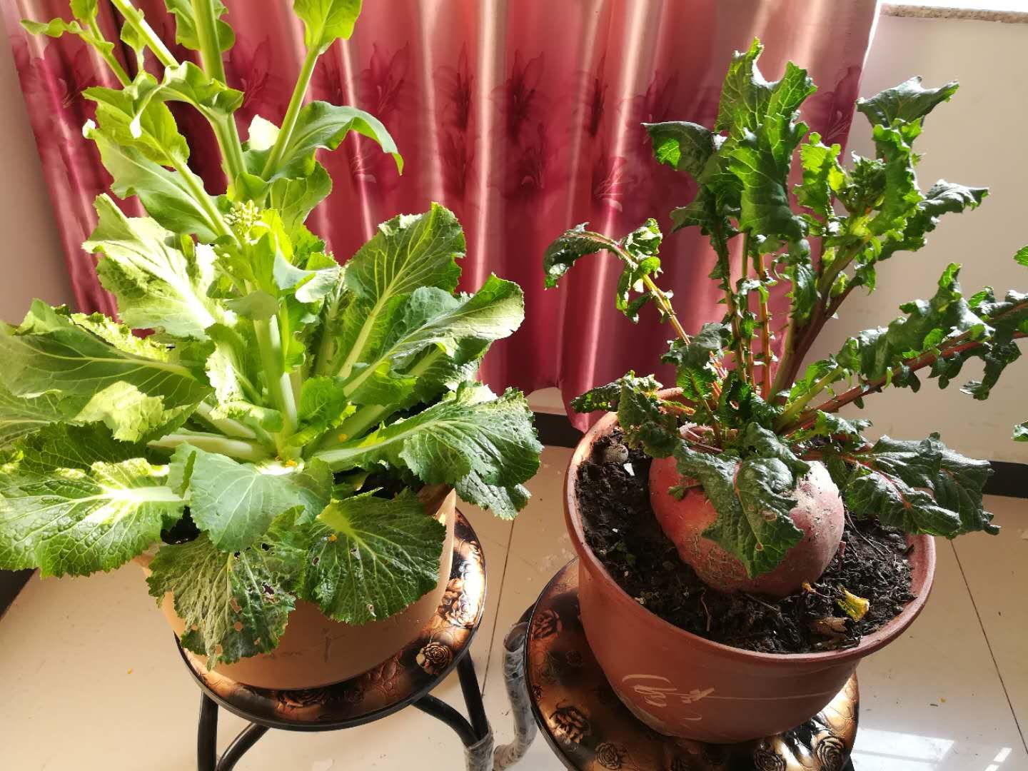 作家九先生:贼生茂（小小说）春花误（五首）‖宁古塔作家