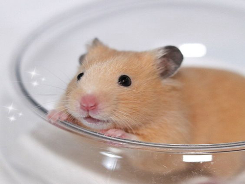 为什么仓鼠喜欢吃西兰花,仓鼠能吃西兰花的哪部分