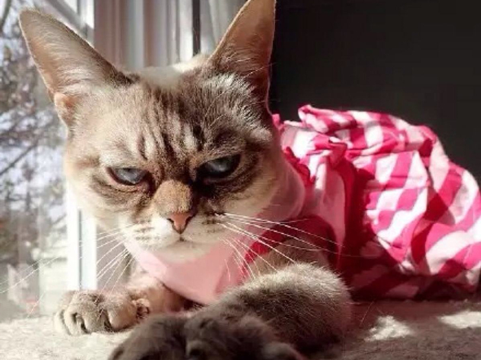 猫咪有这些特征说明它已经认主了,猫咪什么时候开始认主