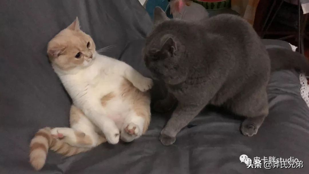 可爱小奶猫刚生出成长日记,一只小奶猫的成长过程