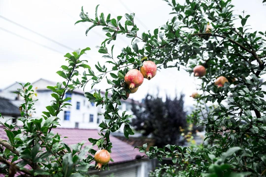 小小石榴竟是秋季养生黄金果,秋季养生果石榴