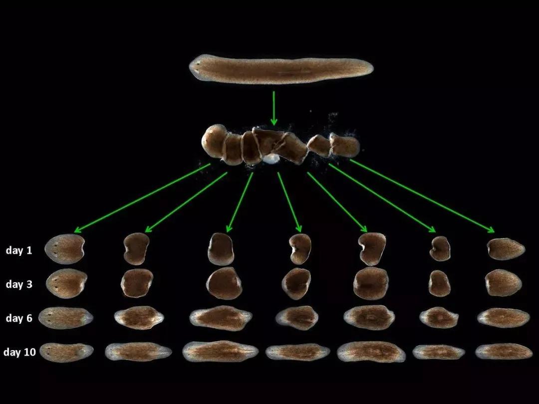 羡慕蚯蚓一分为二的特技？我涡虫可以一分为二百七十九