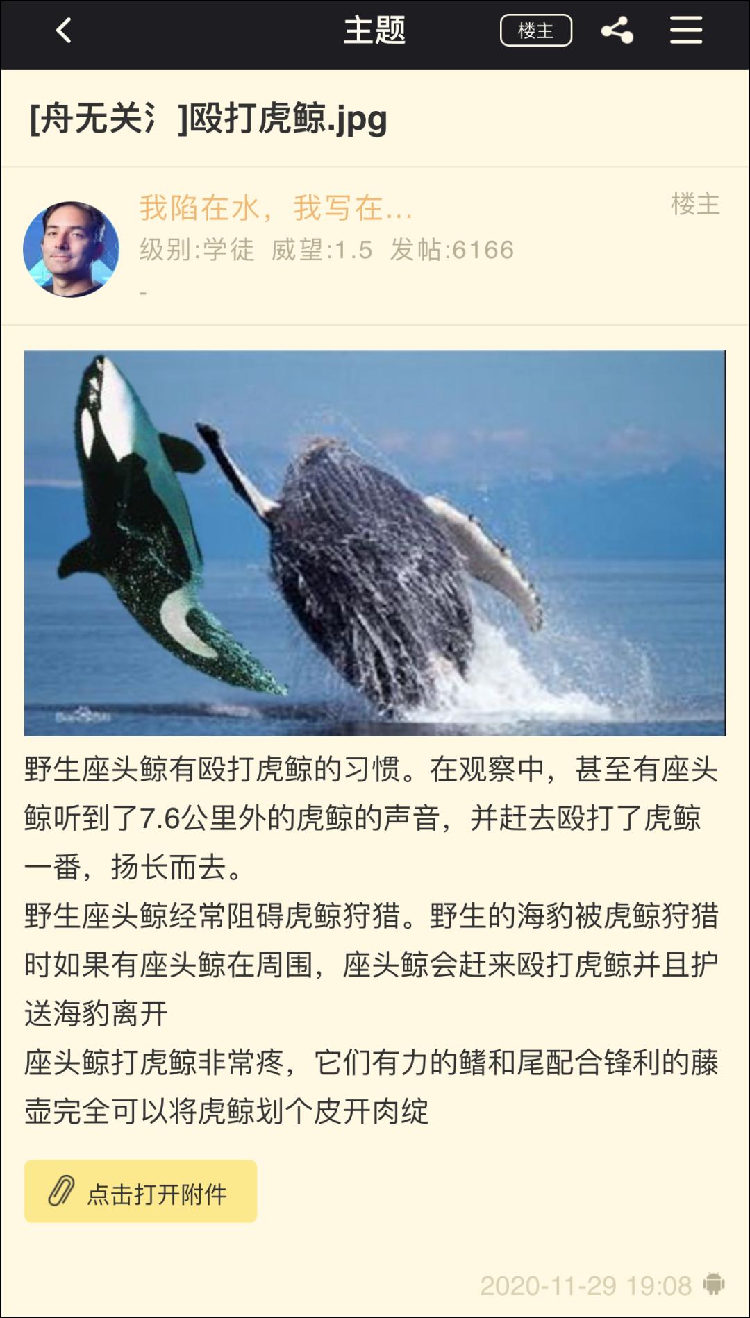 座头鲸上勾拳虎鲸,nga虎鲸vs座头鲸