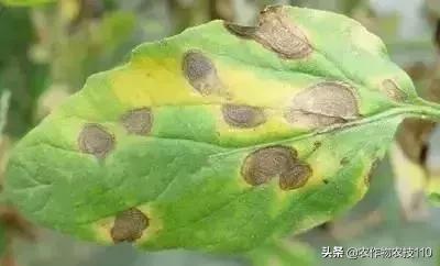 怎样预防番茄重茬,秋季阴雨天番茄病害预防