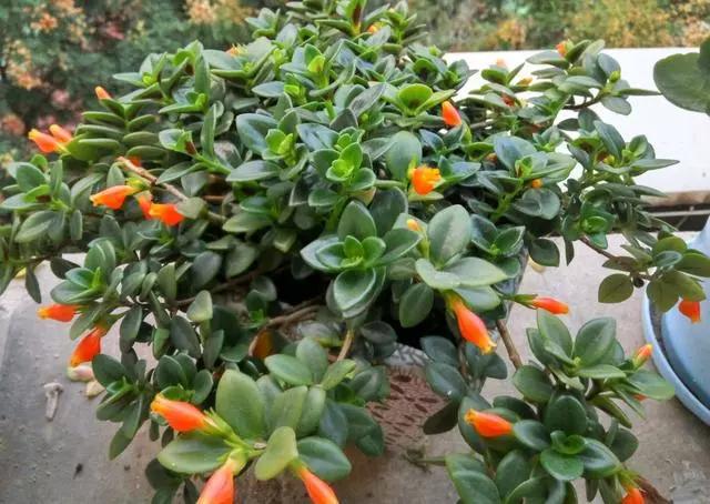 金鱼吊兰怎么整年不开花长得挺旺,金鱼吊兰叶子发黄掉叶怎么办