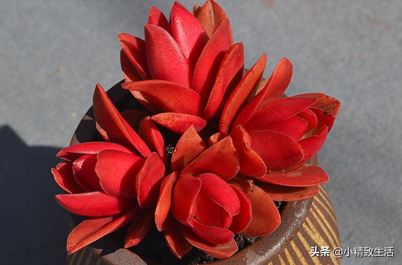 阳台养多肉怎么避免徒长,适合阳台养的多肉不容易徒长