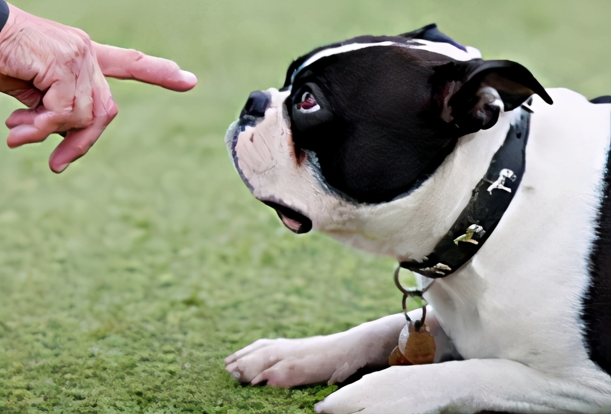 狗狗报复反被主人报复,狗狗会有报复心理吗