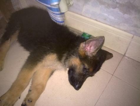 德国牧羊犬可怕吗,德国牧羊犬很危险建议最好不要养