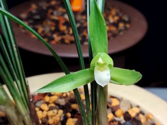 如何快速鉴别兰花好坏,怎么快速辨别兰花好坏