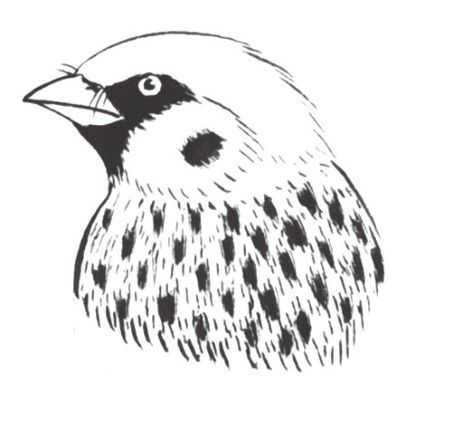 禽鸟工笔画法：分步骤讲解麻雀白描的设色技法，简单易学，收藏