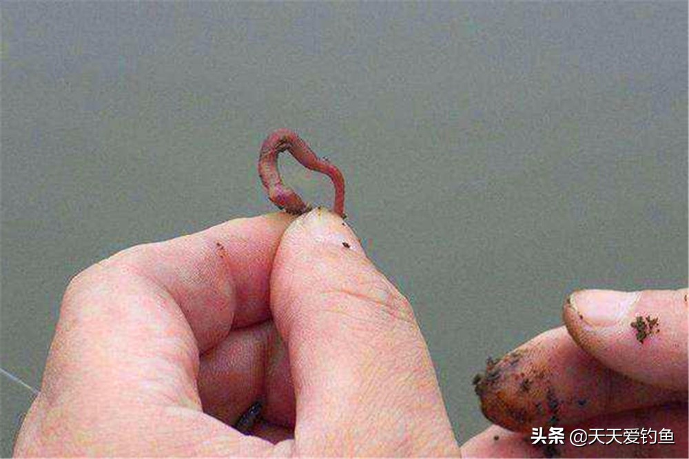 用虫饵钓鲫鱼必须用细线吗,用虫饵钓鱼再用饵料怎么办