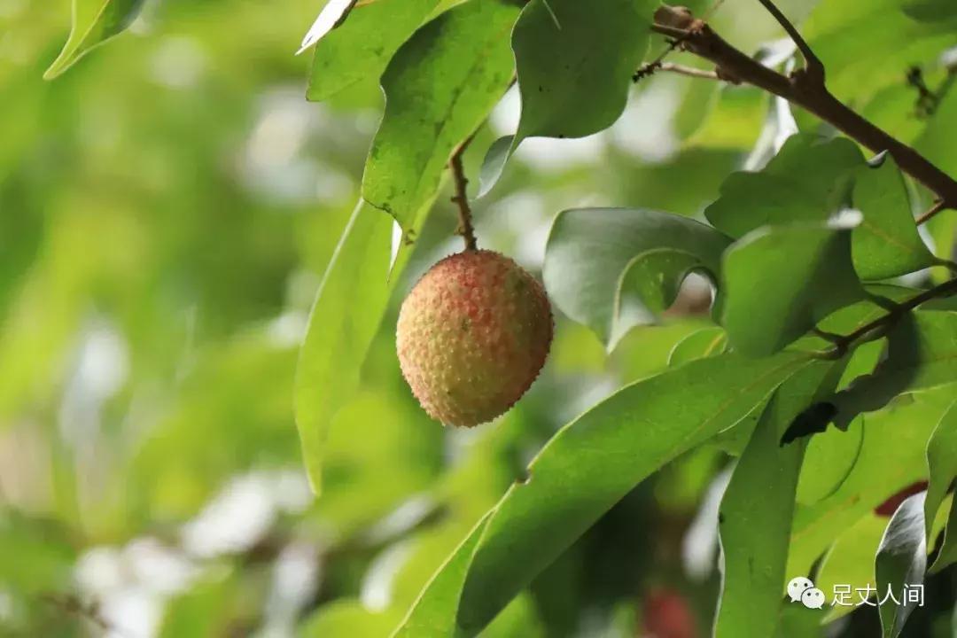 观澜版画村,观澜版画村生态艺术研学基地