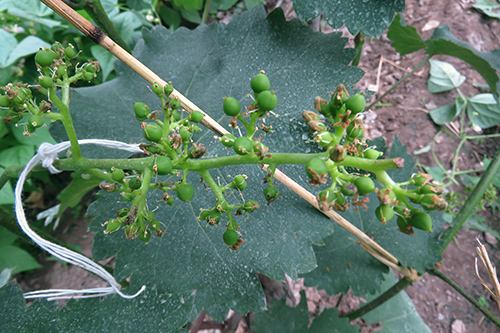 葡萄为什么落果用什么药,葡萄成熟期穗枯落果最佳解决方法