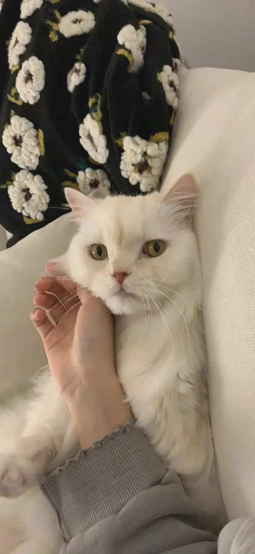 军人聊天背景图可爱女,聊天背景图可爱星黛露