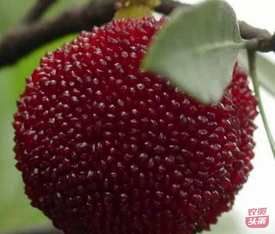 种植杨梅树多少平米一棵,杨梅树庭院种植位置图片