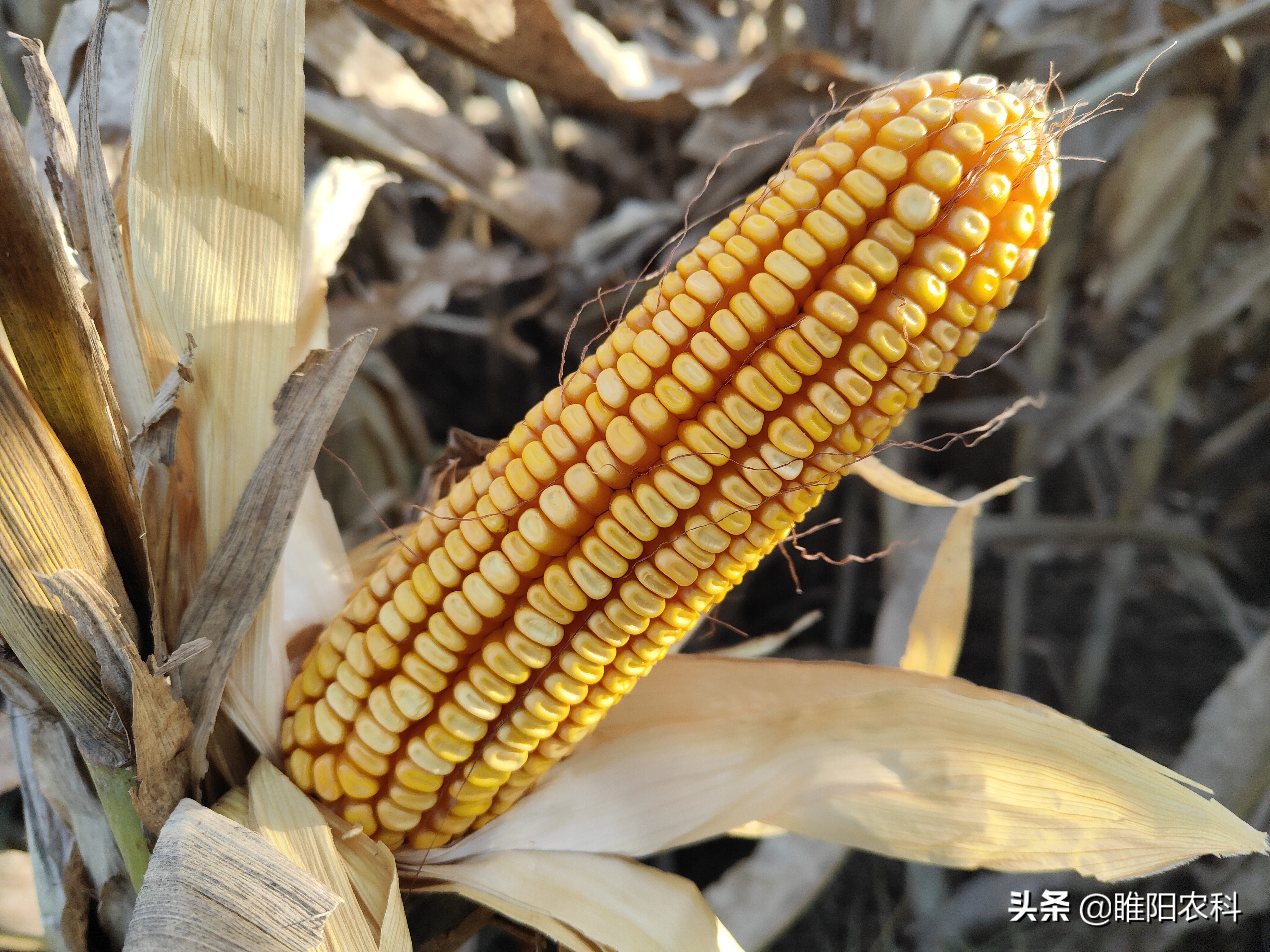 一亩玉米能产3000斤,一亩玉米地亩产可以达到1500斤吗