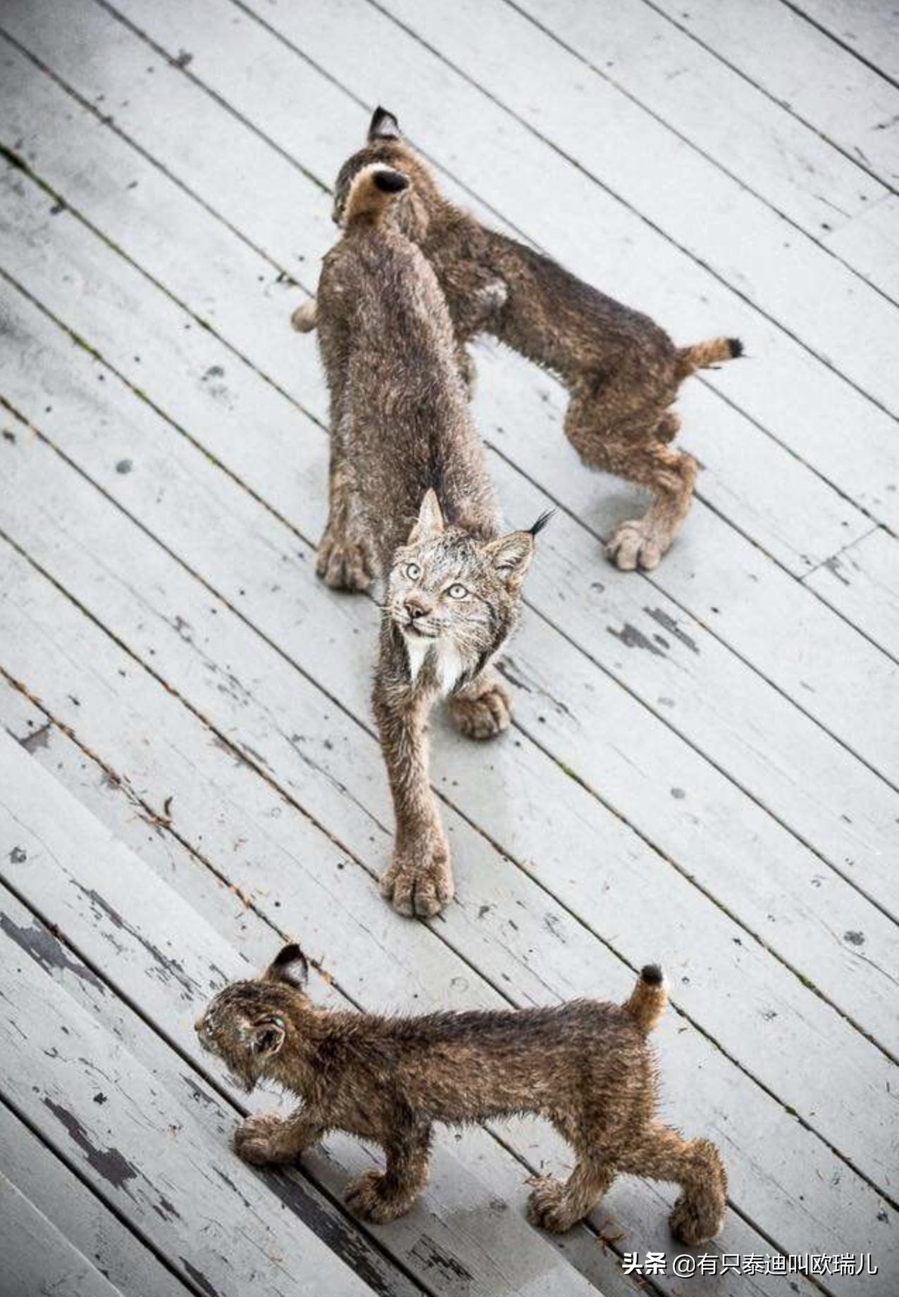 外面传来咚咚声把他吵醒，起床查看：家门口被它们占领了！