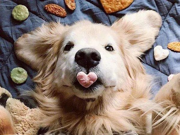 世界上听话又乖巧的五种狗狗,最乖并且最给你安全感的五种狗狗