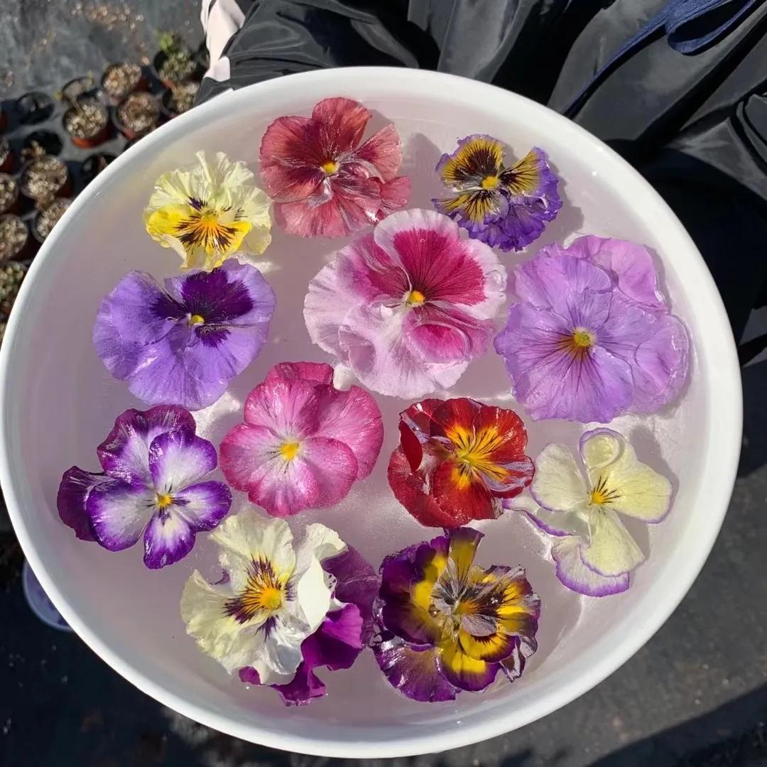 寒潮来袭，你的阳台也能开出这样的“水晶花”