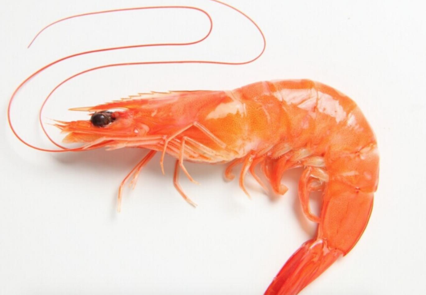 减脂期间肉可以用什么代替,减脂期间鸡胸肉代替品