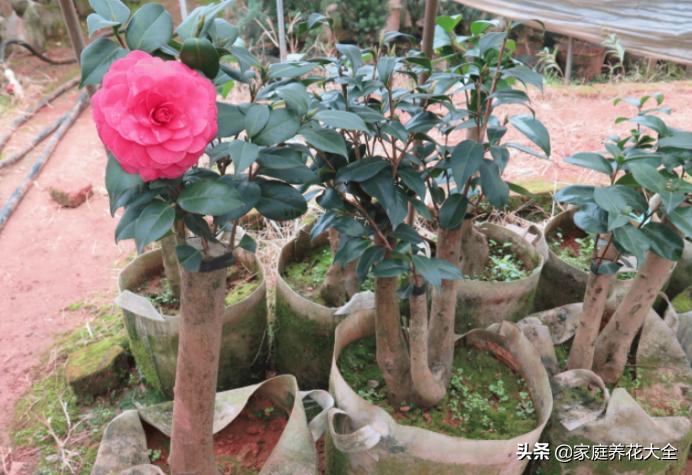 嫁接花卉的方法与技巧,成活率最高的花卉嫁接方法