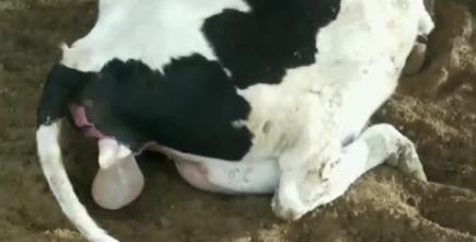 繁育母牛的饲养方法资料,繁育母牛保健流程