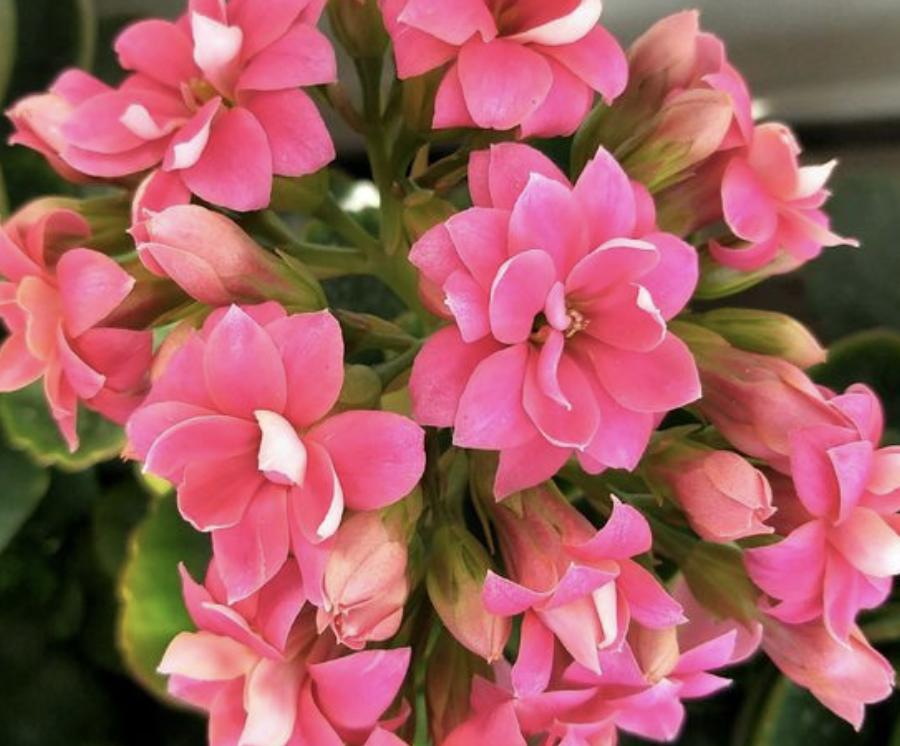 绿萝专用肥能给长寿花用吗,三种绿萝最好的肥料