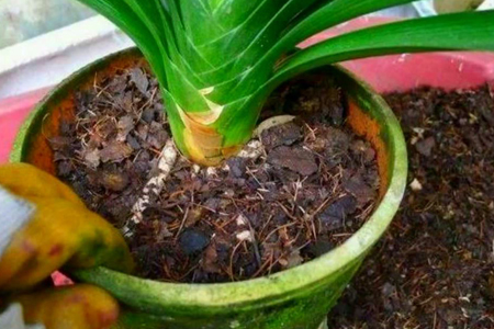 夏季怎样养好君子兰小苗视频,夏季养护君子兰的正确方法