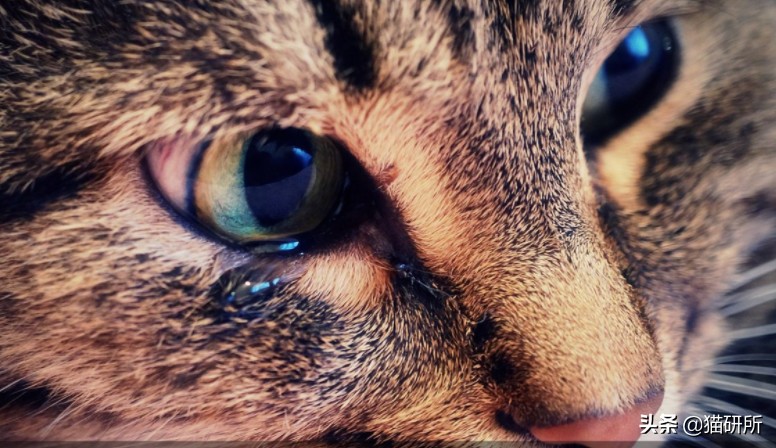 猫咪眼睛突然出分泌物还伴有干呕,猫咪眼睛分泌物突然增多怎么回事