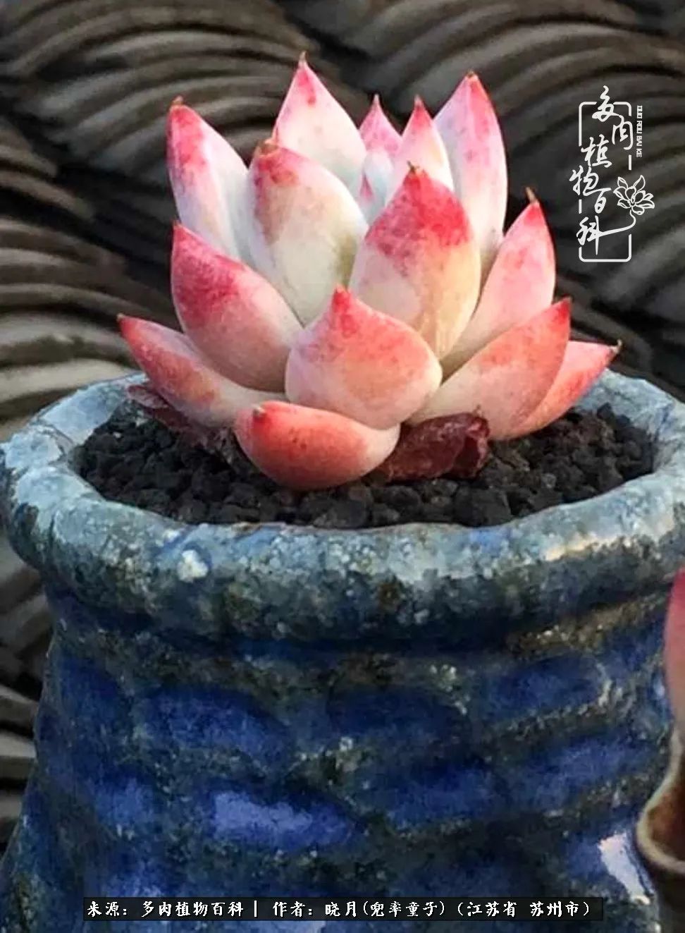 六年时间环游22个国家,却被多肉小萌物征服