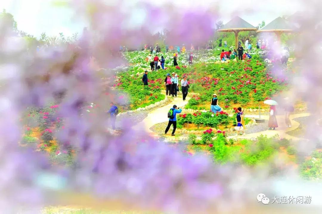 大连西山公园花海,大连郁金香花海