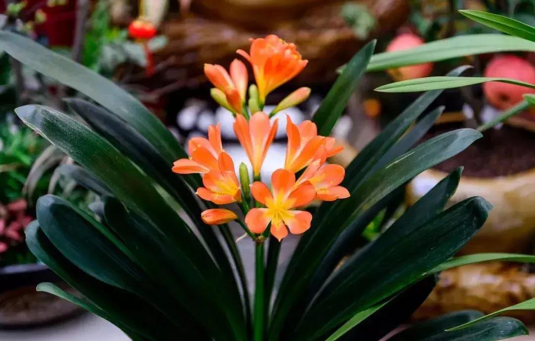 种什么蔬菜可吸甲醛,坪地吸甲醛的植物