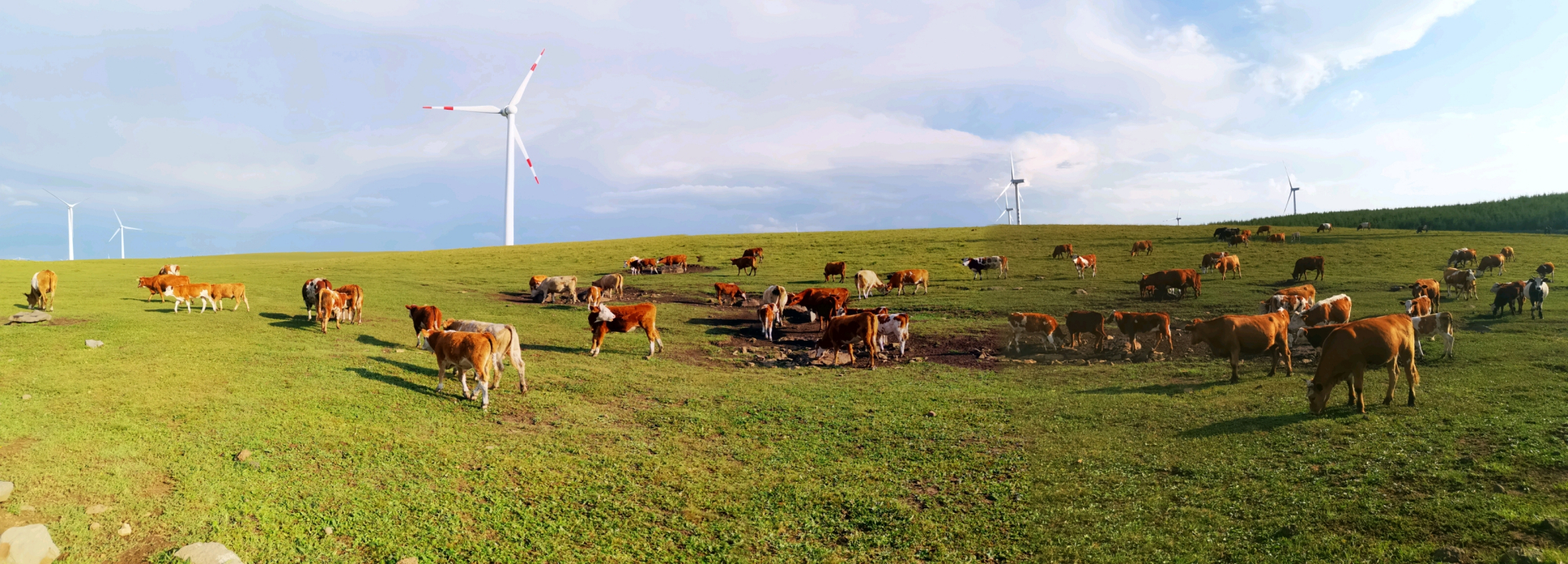 乌兰布统和红松洼哪个更值得去,辽宁乌兰布统草原旅游